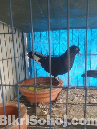 Dobas Pigeon